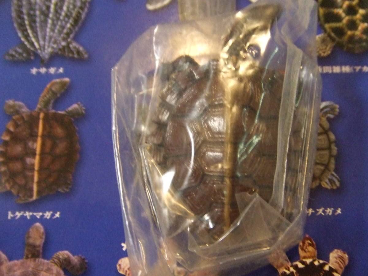 Amazon.co.jp: 原色爬虫類カメ目図鑑 トゲヤマガメ YUJIN : Pet Supplies