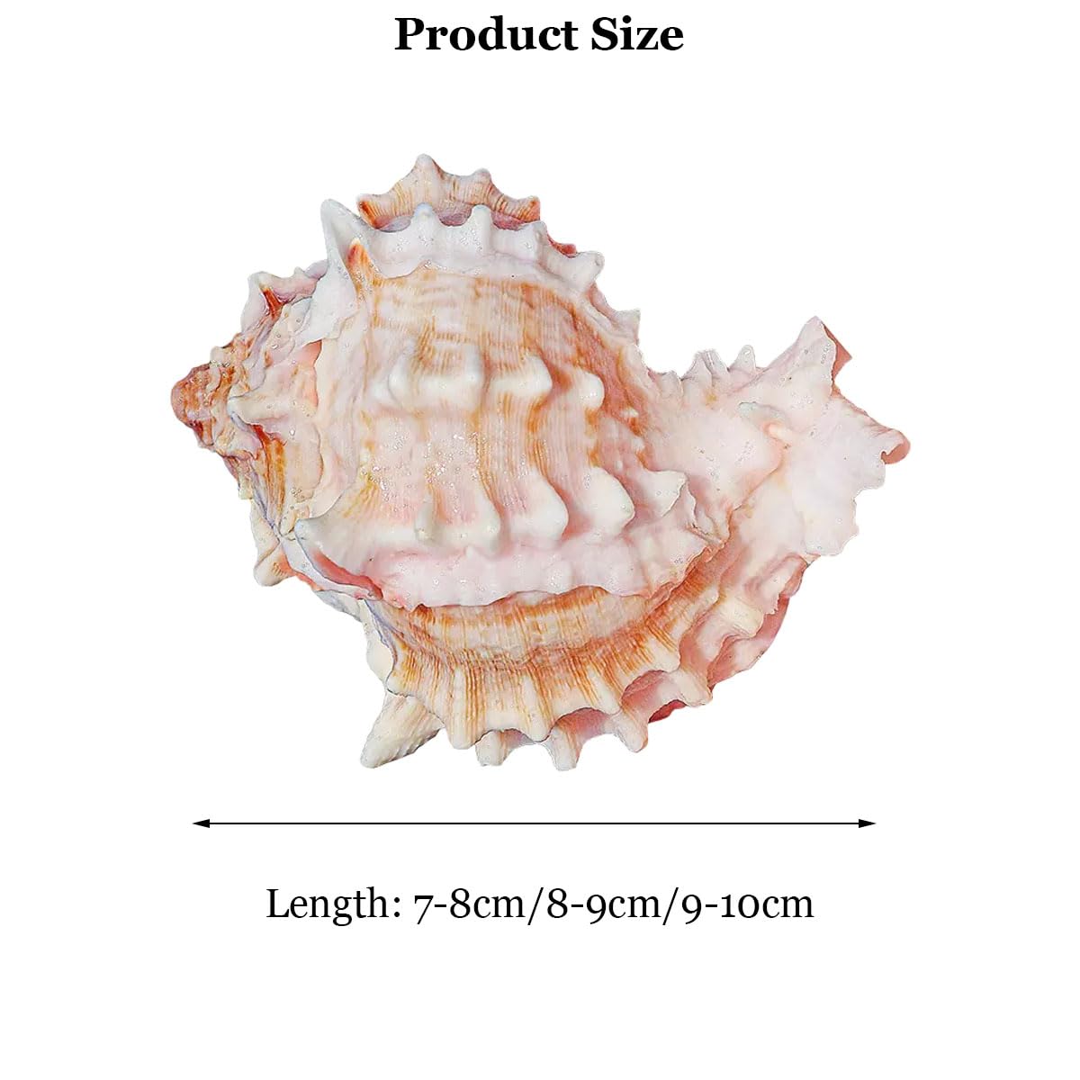 Grandi conchiglie naturali decorative(9~10cm)