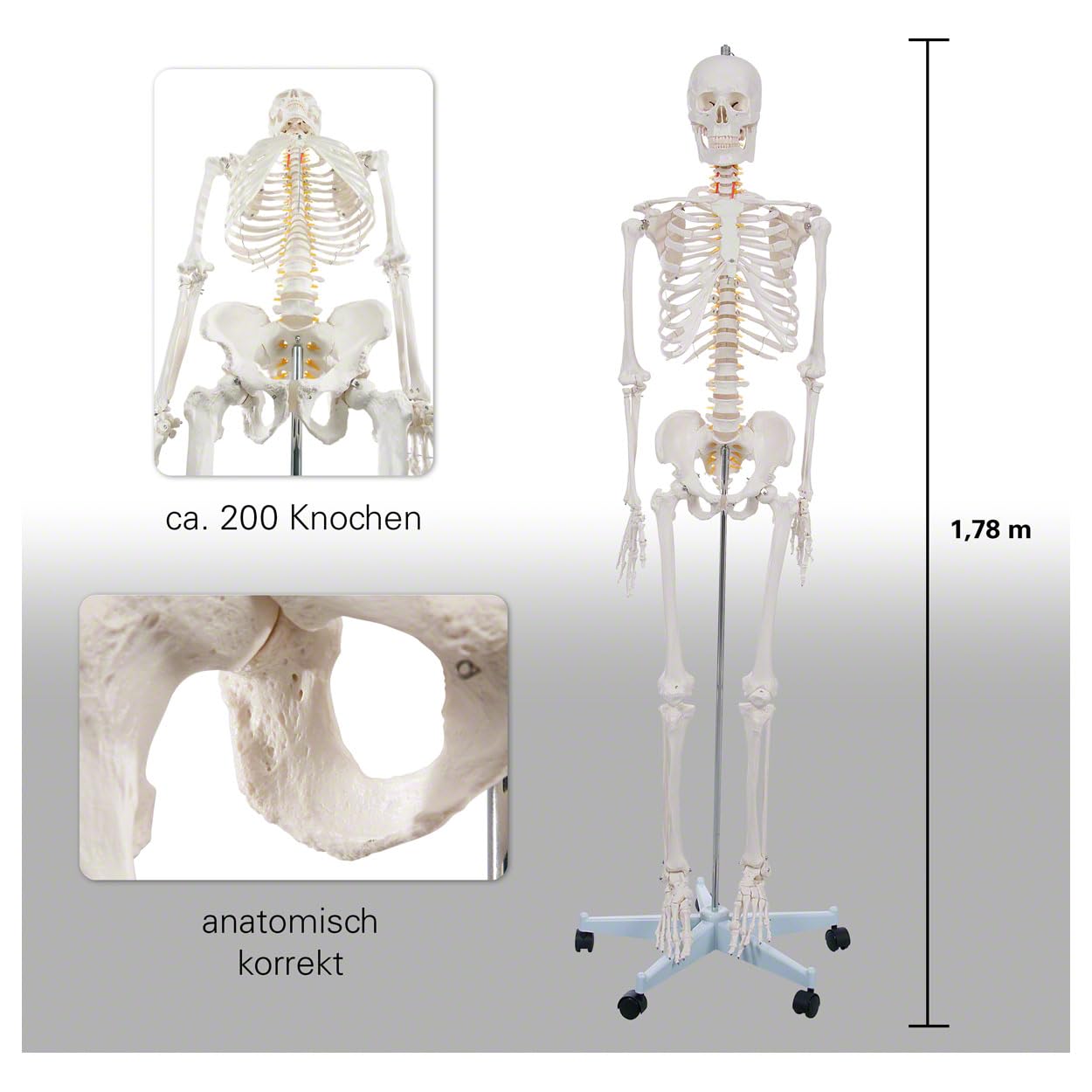 Sport-Tec Skelett inkl. Stativ und Lehrtafel das menschliche Skelett