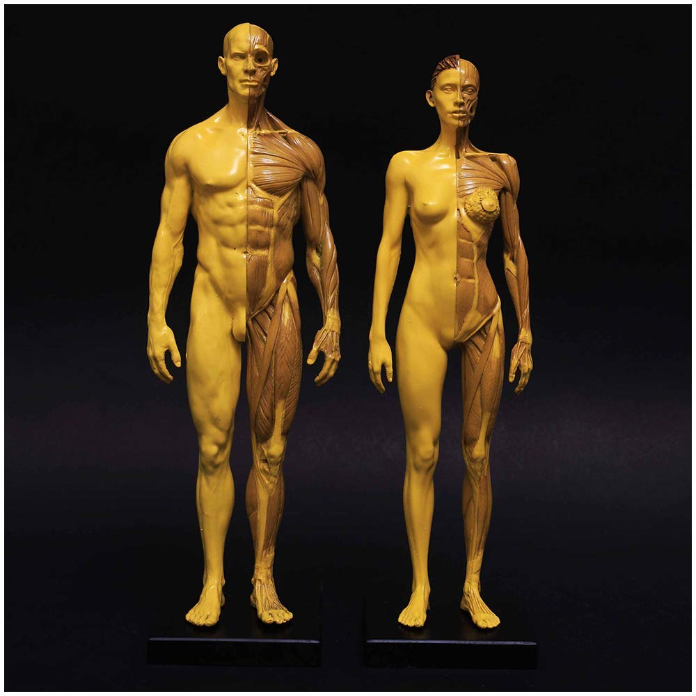 YNIYUJKL Anatomy Model Human Anatomy Figure - 11Inch Human Muscle Skeleton Human Anatomy Figure Mannequin Drawing Figures - Human Muscle Bone Model,Study And Teaching