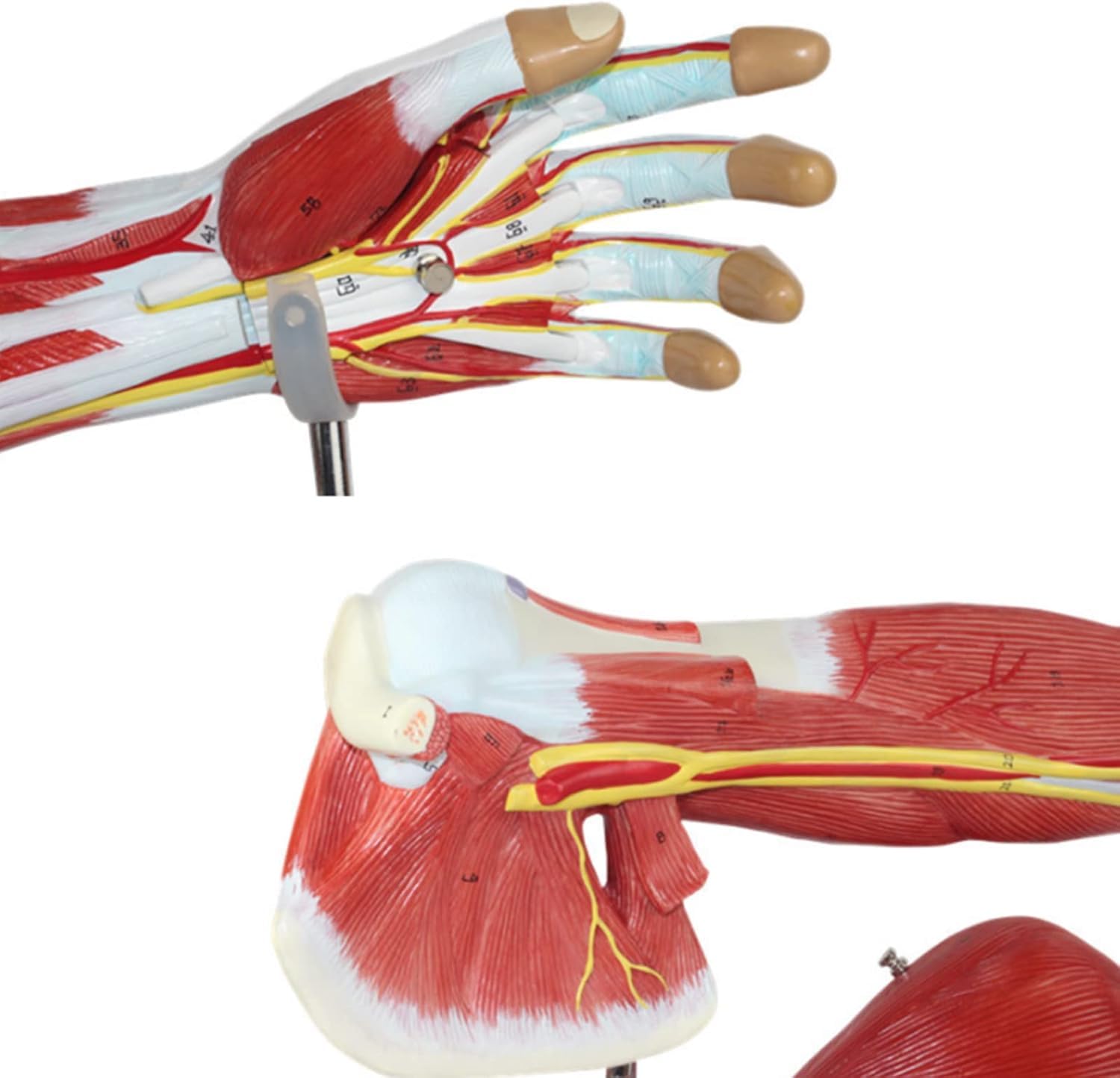 Anatomie Van Het Menselijke Armbot Schouder & Armen