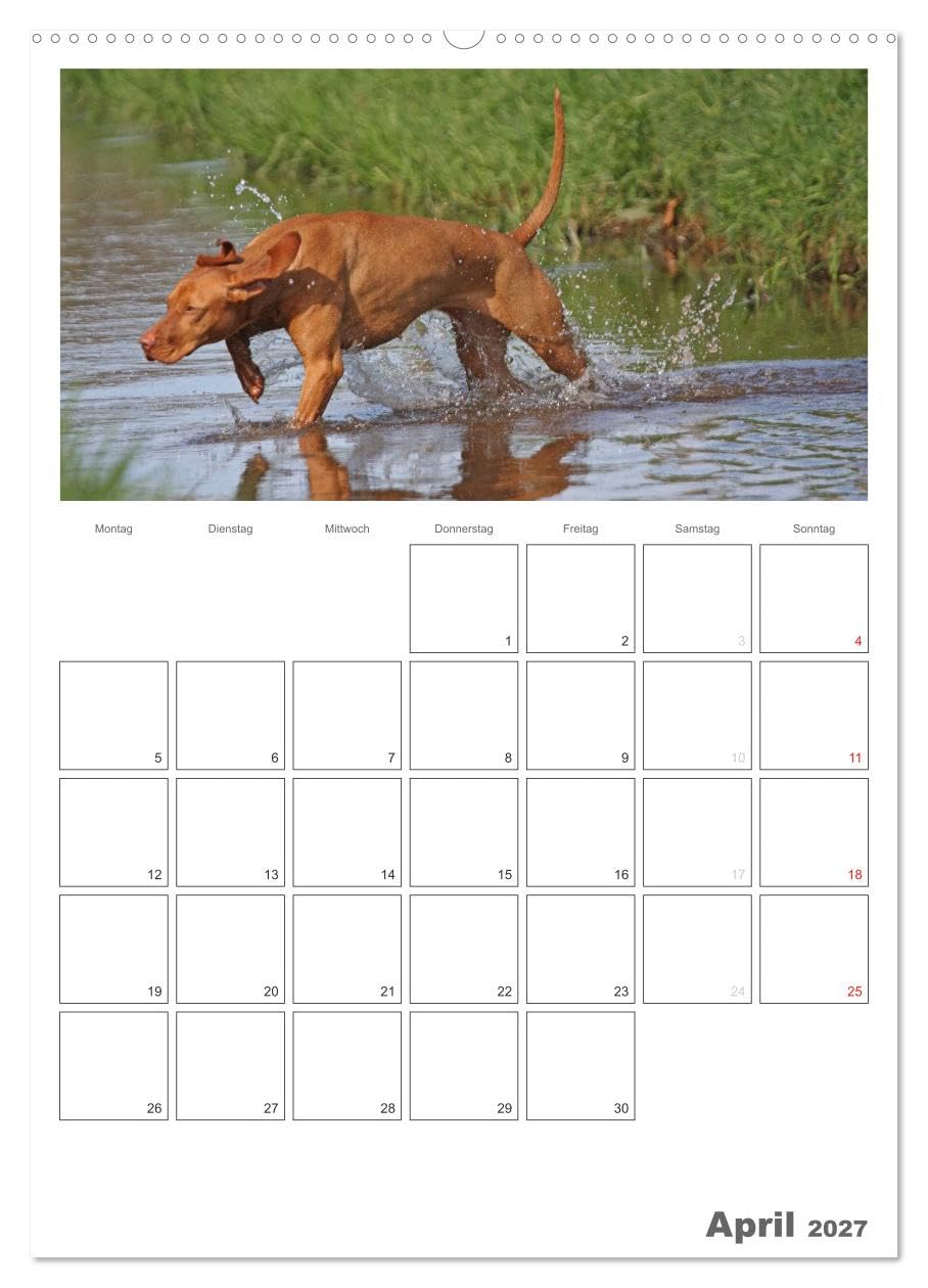 CALVENDO - Magyar Vizsla (hochwertiger Premium Wandkalender 2027 DIN A2 hoch), Kunstdruck in Hochglanz: Familienplaner mit Fotos des Magyar Vizsla
