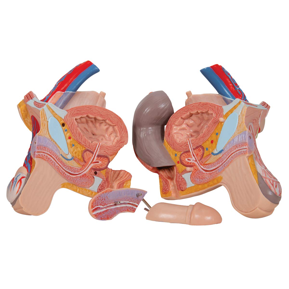 3B Scientific Deluxe-Torso-Modell, in Luxus-Ausführung, zweigeschlechtlich, mit offenem Rücken, 28-teilig, inkl. anatomischer Software „3B Smart Anatomy“ (evtl. nicht in deutscher Sprache)