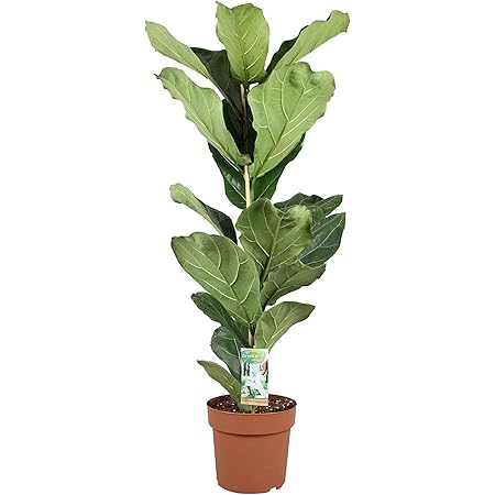 Planta de interior de Botanicly – Ficus lyrata – Altura: 80 ...