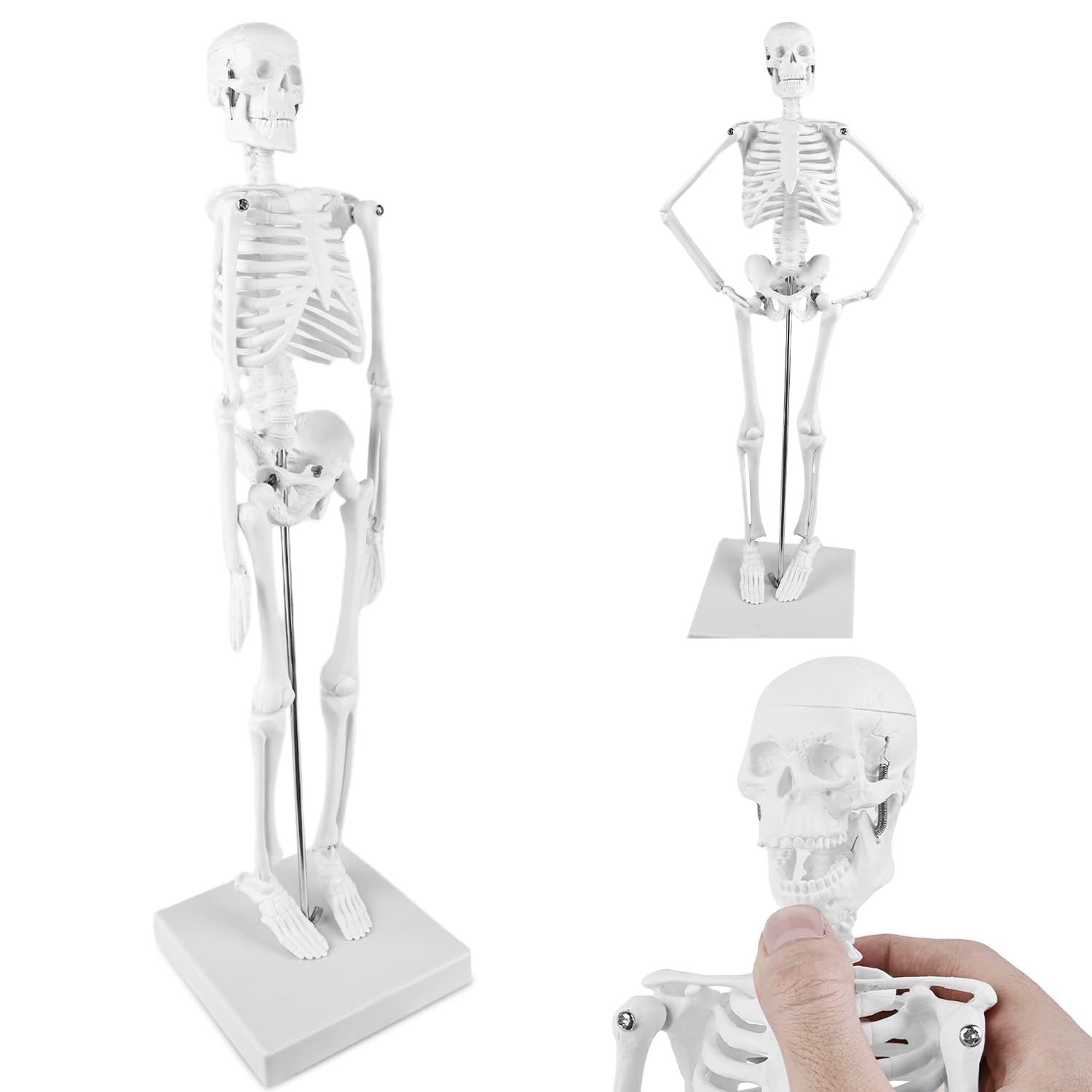 Squelette humain taille grandeur: TOATELU 17,7"(45cm) Modèle de Squelette Humain Médical pour les Etudes Médicales, Modèle Anatomique Pour Enseignement Médical, Education, Présentoir