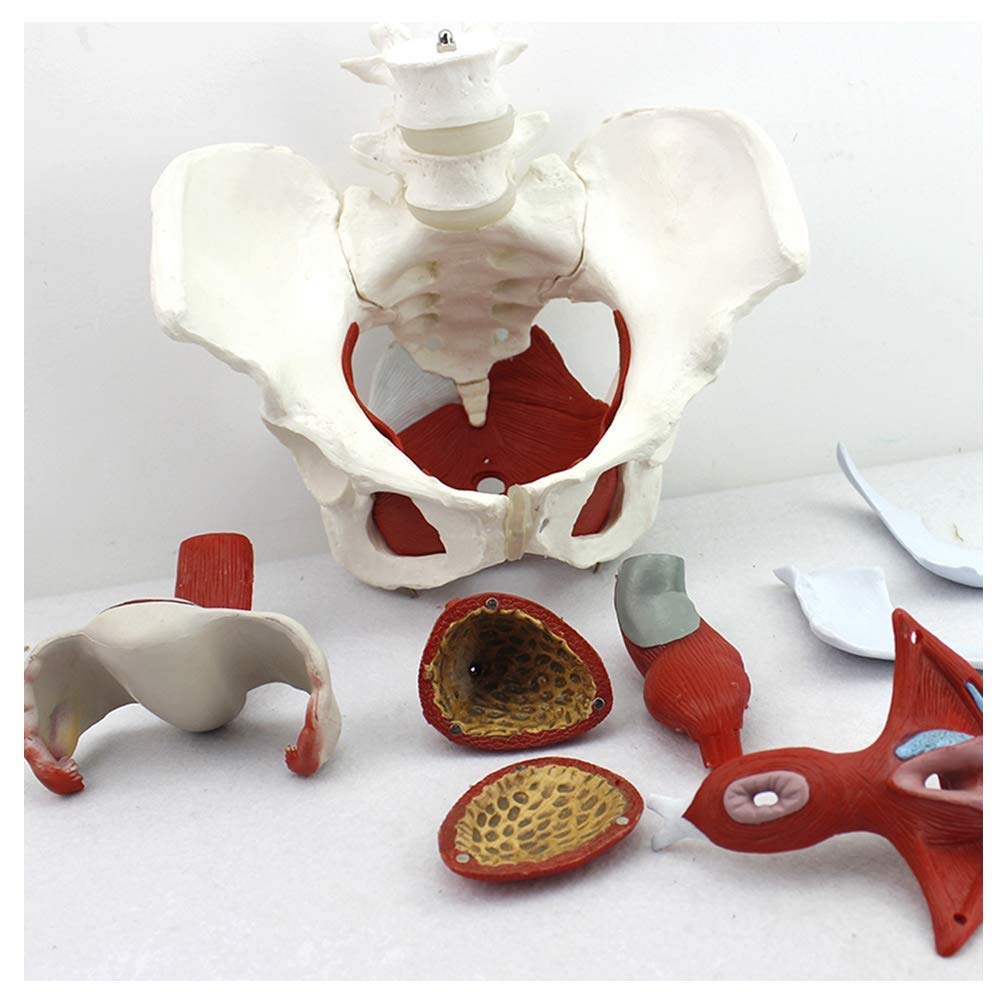 Educational Model Anatomy Human Female Pelvis Model with Pelvic, Female Pelvic Floor Muscle Model with Floor Muscle Uterus Removable Organs for Teaching Aids Doctor's,Medical Models