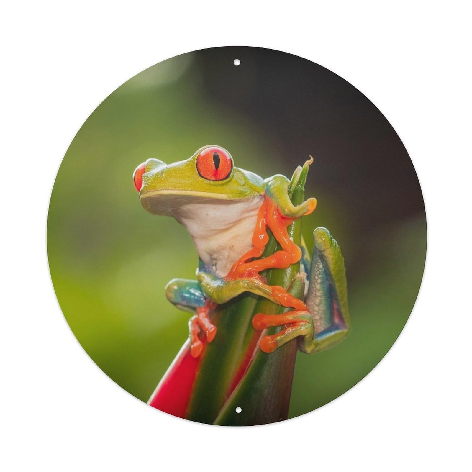 Animal Red Eye Tree Frog Vintage Metal Tin Sign Plaque Wall Decor for Cafe, Club, Garden Round Metal Poster 8x8Inch