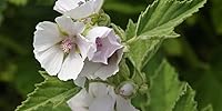 Vista 8 de Semillas Malvavisco (Althaea Officinalis) Hierbas medicinales tradicionales sin OMG