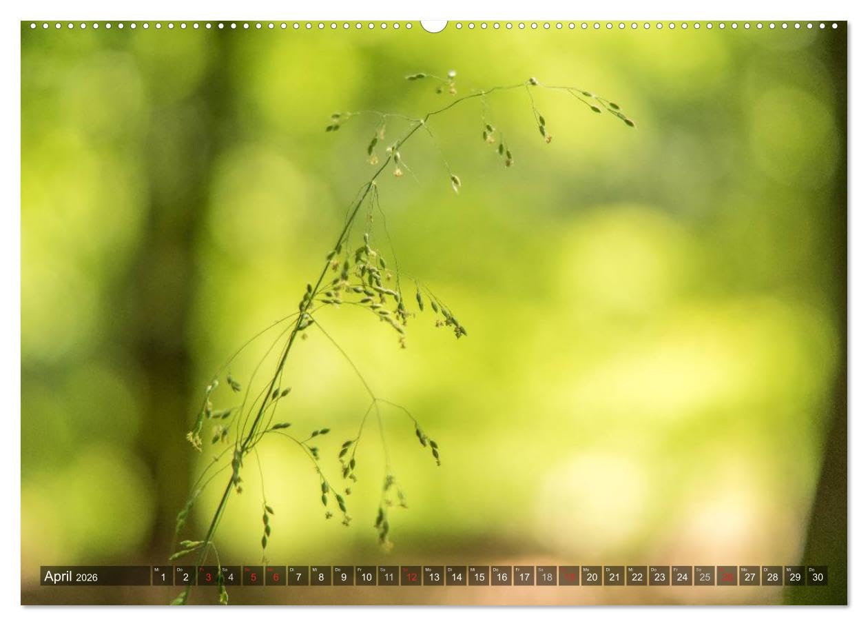 Feng Shui Farben - Element: Holz (hochwertiger Premium Wandkalender 2026 DIN A2 quer), Kunstdruck in Hochglanz: Die Farbe Grün, die dem Element Holz ... Jahr über in Ihre Räume. (CALVENDO Natur)