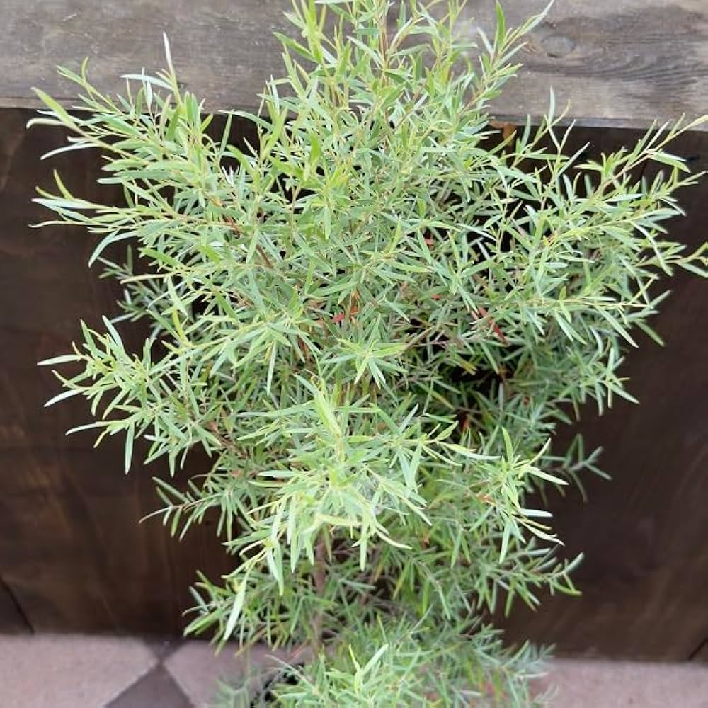 レプトスペルマム　シルバーティーツリー　鉢植え　苗木　シルバーリーフ　植栽 ○数量限定○シルバーリーフ ”レプトスペルマム シルバーティー