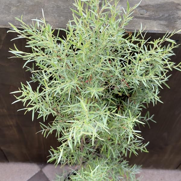 Amazon｜観葉植物 花苗：レプトスペルマム シルバーティーツリー