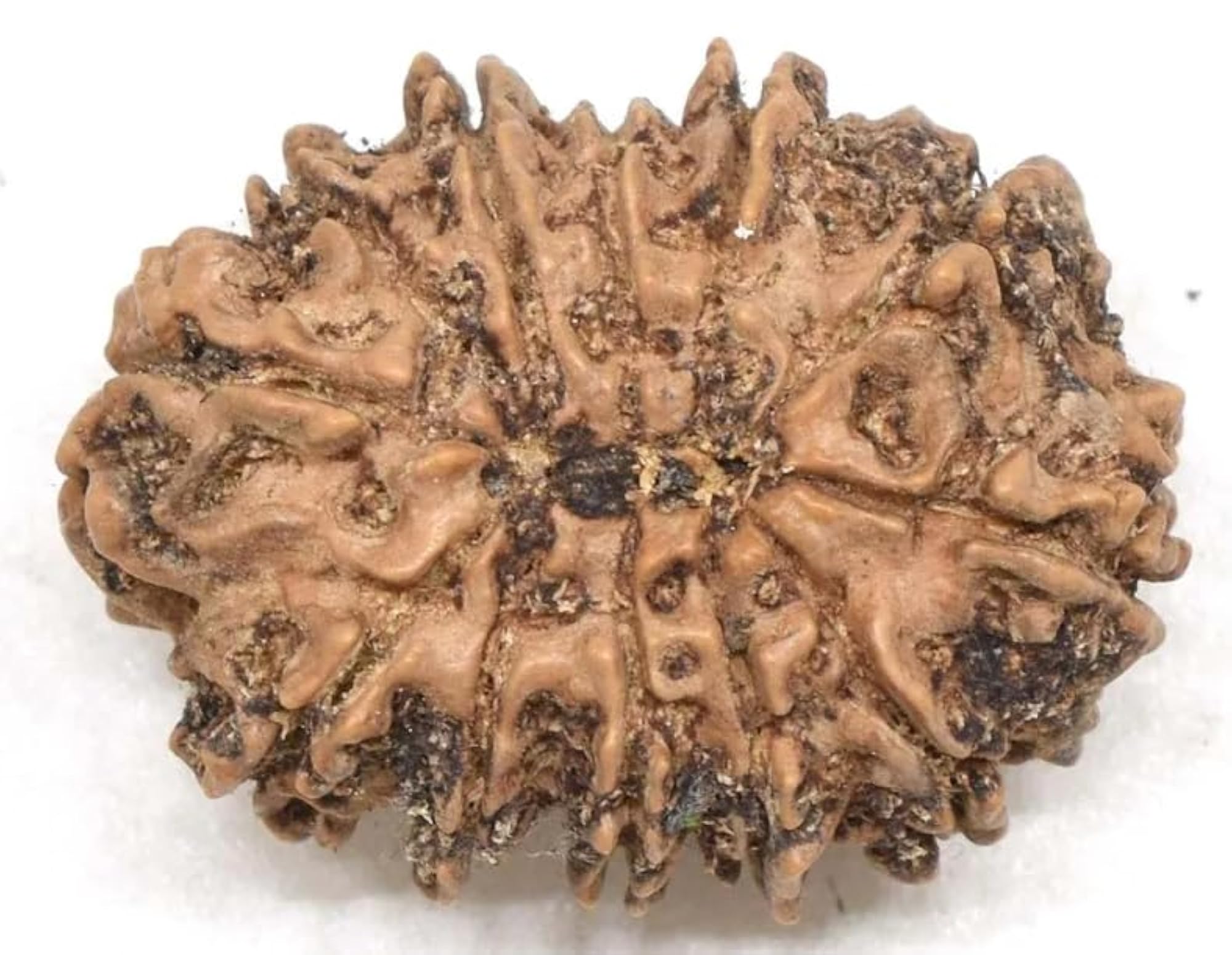 12 Mukhi Rudraksha Original Dwadash Bead