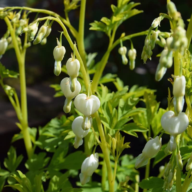 6x Cœur de Marie 'Alba' - Dicentra spectabilis ‘Alba’ - Godet 9x9cm