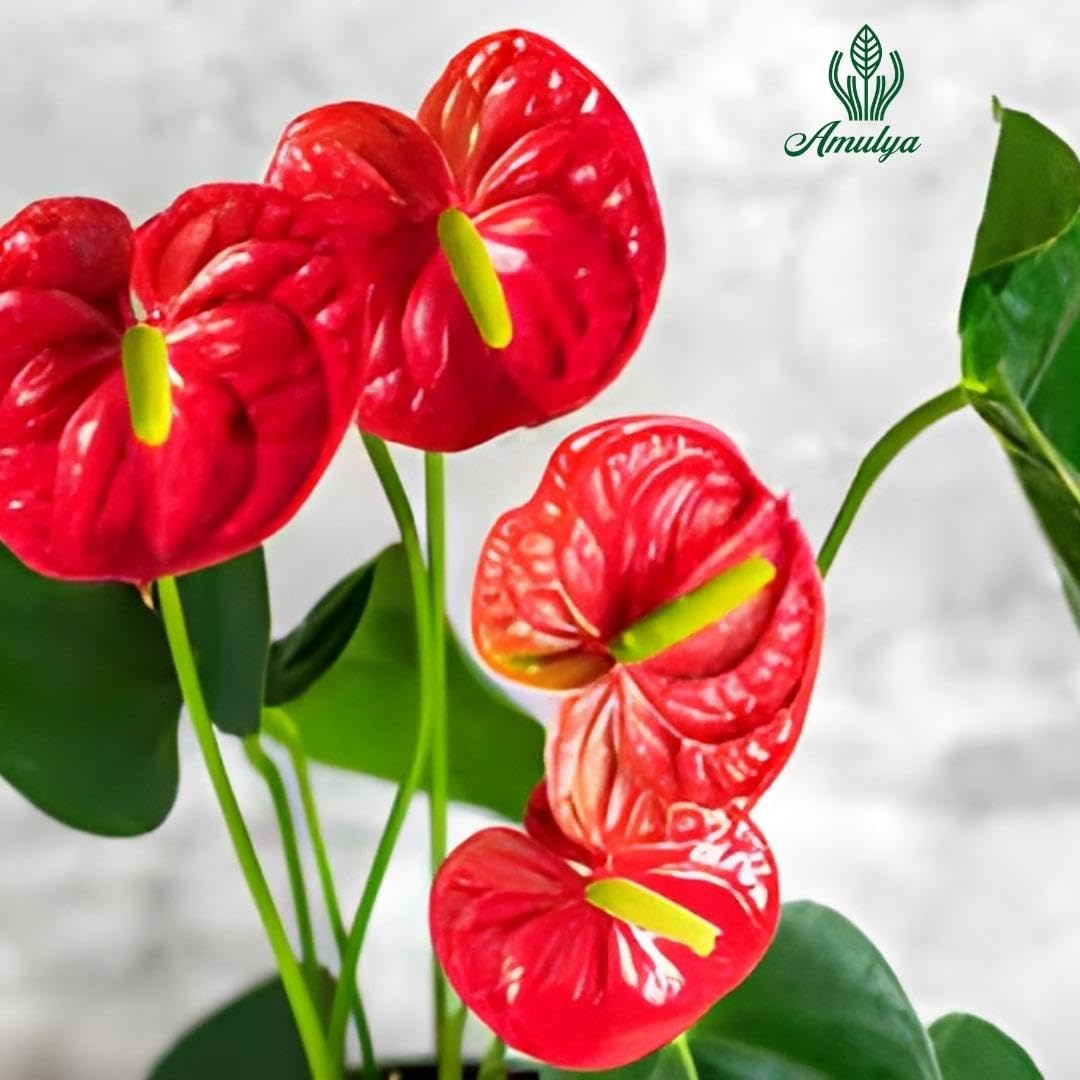 Amulya FARMS & NURSERY Air Purifying Anthurium Red Indoor Live Plants for Living Room, Home, Office, Table, Kitchen & Desk Decor | Black Pot Included 1