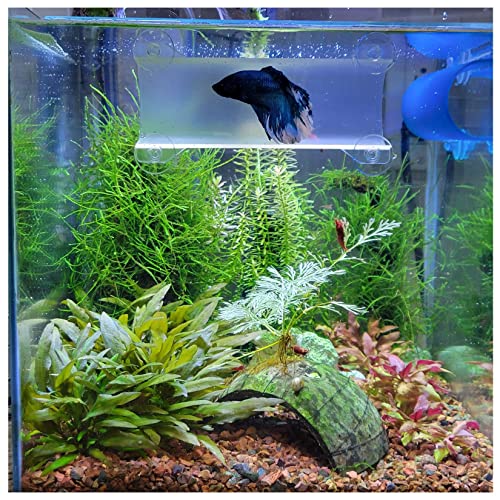 Image of Betta Tunnel (Translucent Clear) - Aquarium Decor Ornament - Fish Tunnel - 1 Piece