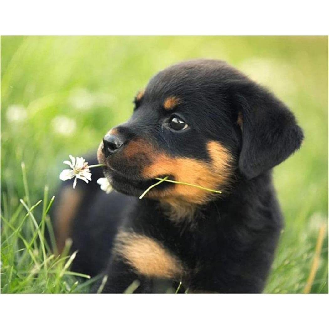 YSCOLOR Diamond Painting 5D Rottweiler Cane 30x40cm Kit Completo Con Diamanti Rotondi