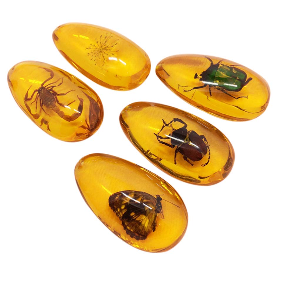 LIOOBO Fósil Ámbar con Muestras de Insectos Piedras Especímenes de Cristal Colección de Decoradores para El Hogar Colgante Ovalado para Niños (Patrón Aleatorio)