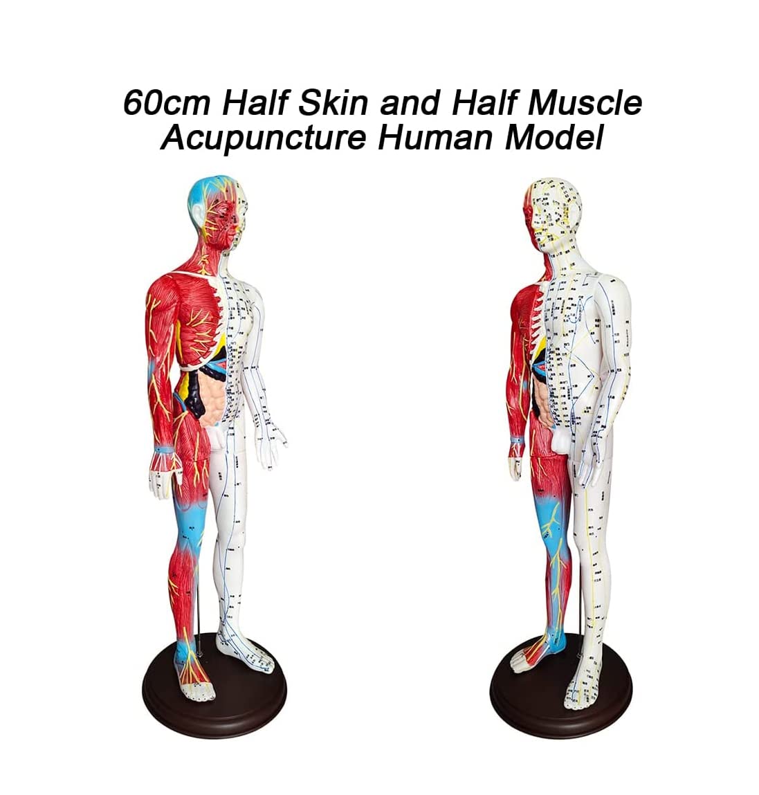 60 cm Akupunkturmodell, Akupunktur- und Muskelanatomisches männliches Modell, Druckpunkt und Meridiane, für Akupunkturisten und andere medizinische Fachkräfte, die Lehr- und Bildungsbedarf a
