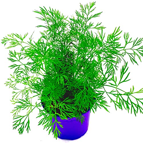 Florapartner Dill Pflanze Anethum graveolens Kräuter Pflanzen 1stk.