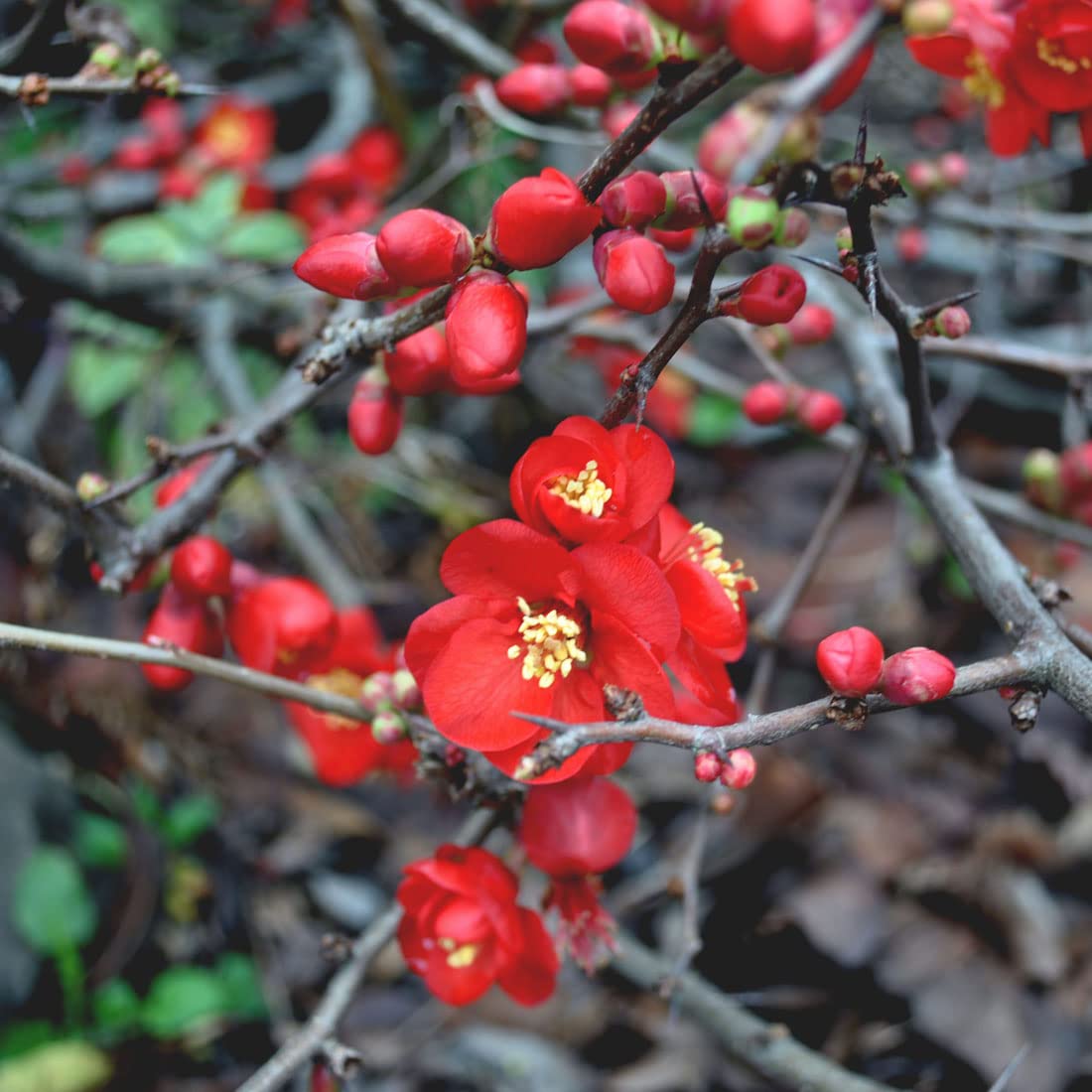 Cognassier du Japon 'Hollandia' – Chaenomeles superba 'Hollandia' 30-40 cm pot | Arbuste persistant, floraison rouge vif au printemps, parfait massif & haie
