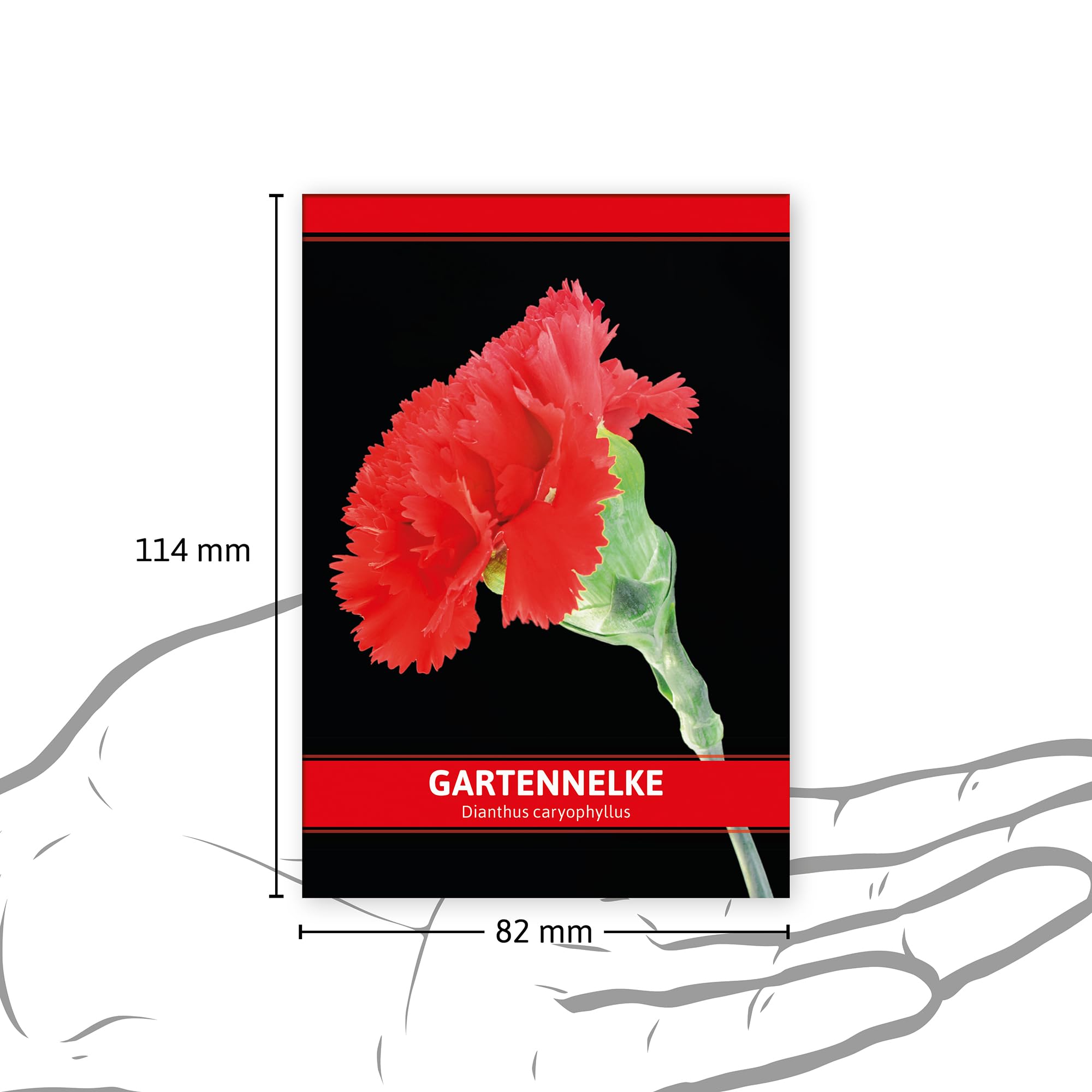 FLORTUS W5243-100x Gartennelke für Werbezwecke (100 Tütchen) (Nelkensamen)