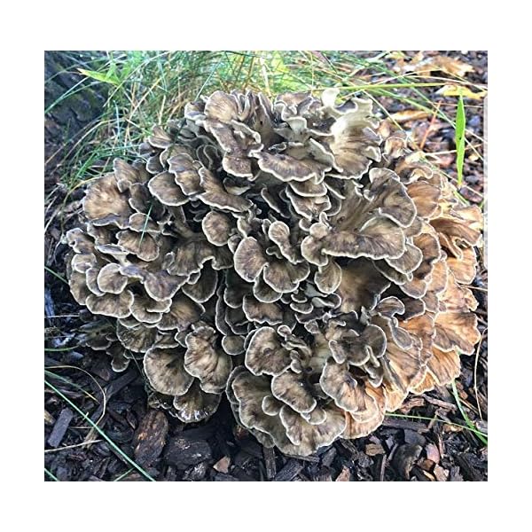 100 Maitake Mushroom Spawn Plugs to Grow Gourmet and Medicinal Mushrooms at Home or commercially