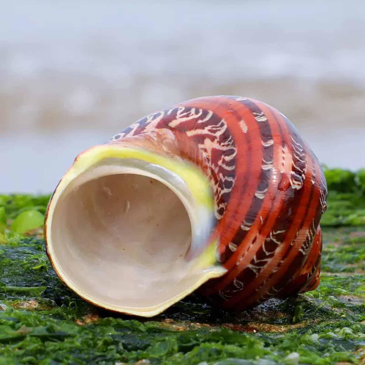 Muszla, 5-7 cm na dekoracje ślubne Impreza tematyczna plaży(5~6cm)