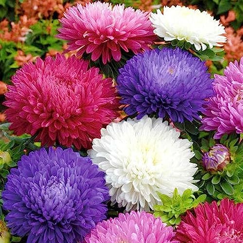 KVITER 500 Seeds Powder Puff China Aster Seed Mix