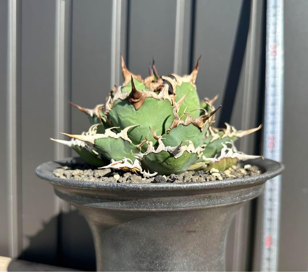 ◆アガベ！シーザー！NO.8◆ ◇アガベ シーザー NO.8◇ アガベ・シーザー 8(M) | Pay ID