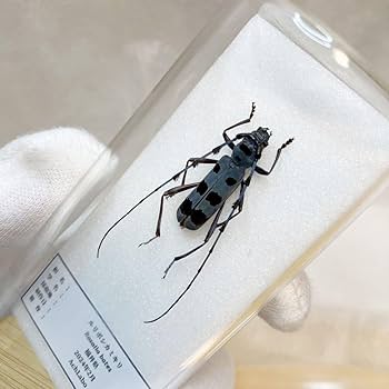 Amazon.co.jp: 昆虫標本ルリボシカミキリ ガラスケース入り : おもちゃ