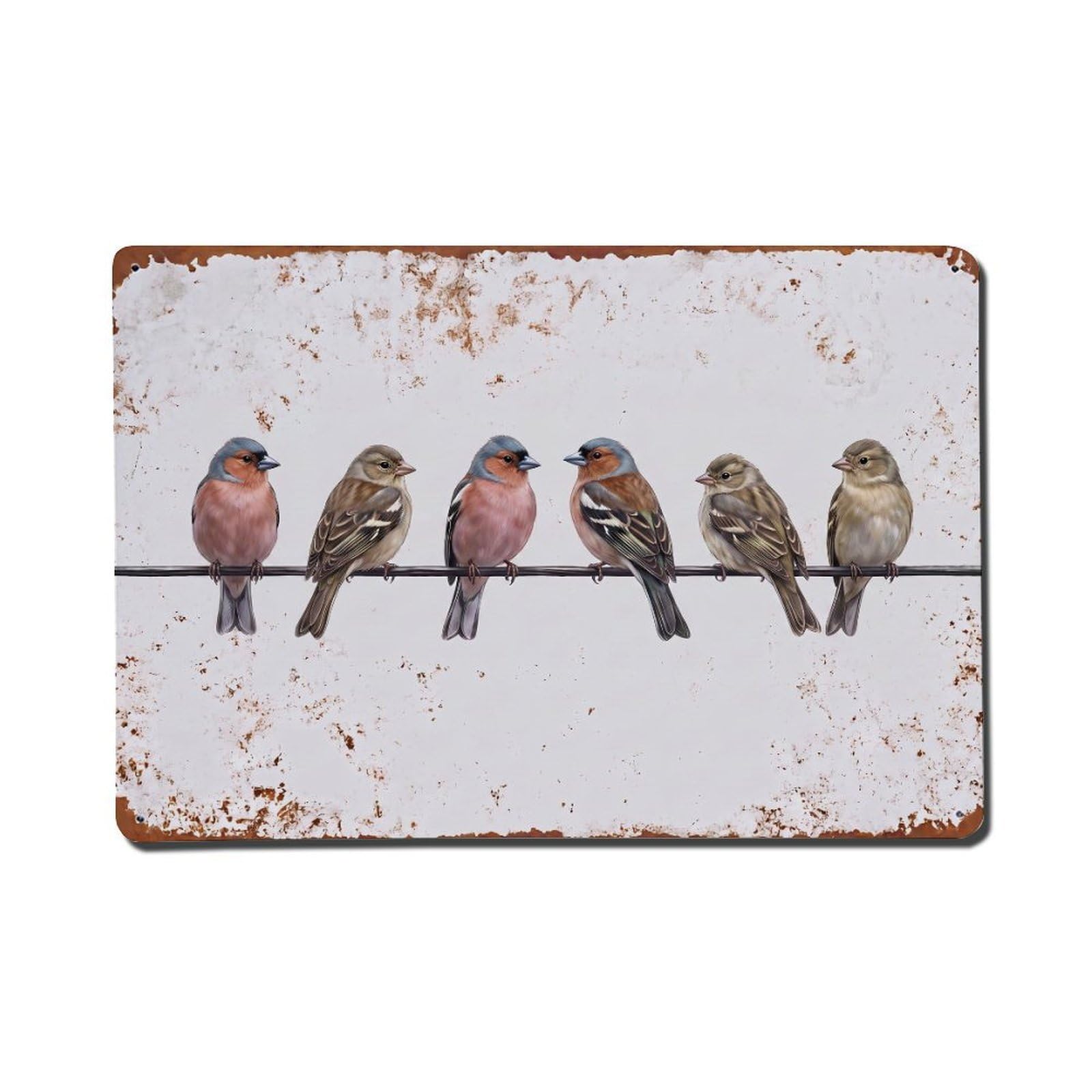 Vintage Retro Birds Common Chaffinch Metal Tin Sign