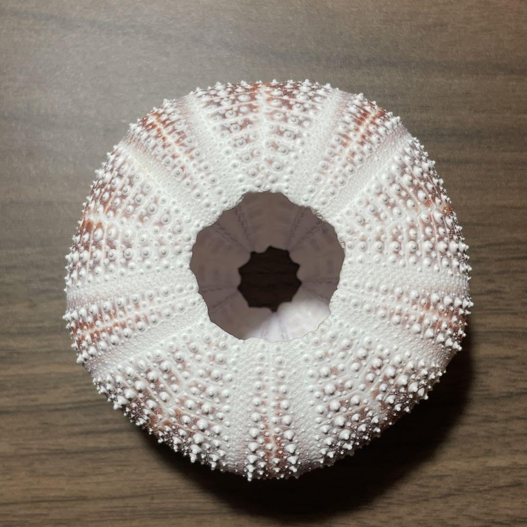 Amazon.co.jp: ヨーロッパオオウニ ⑪ 7.54㎝(レインボーウニ) : 食品