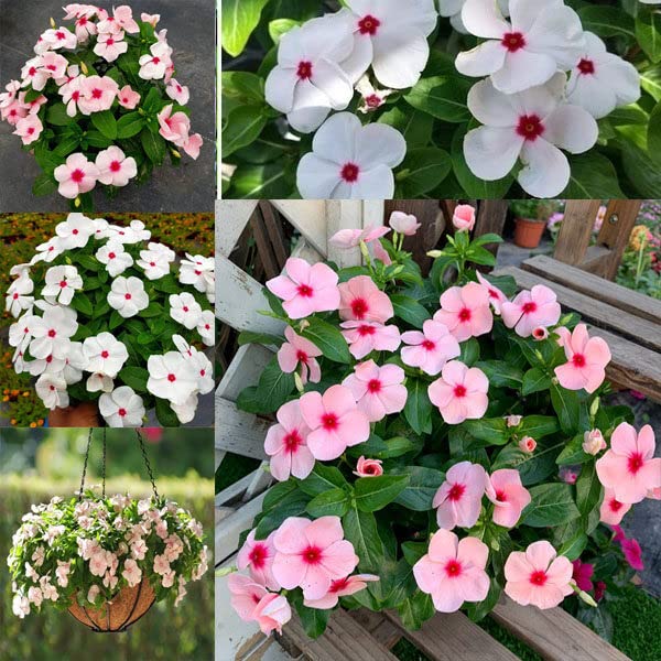 See full amazon price history chart for LIVOX Multicolour Flower Seeds for Rainy Season Home Gardening Hybrid Vinca Flower Seed, 40 Seeds per Packet LIVOX Multicolour Flower Seeds for Rainy Season Home Gardening Hybrid Vinca Flower Seed, 40 Seeds per Packet (B0B5XRLF3B) Amazon Price History, Amazon Price Tracker