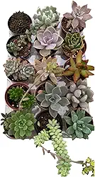 KIT COM 15 SUCULENTAS NATURAIS COLORIDAS E SORTIDAS PARA PRESENTEAR, COLECIONAR