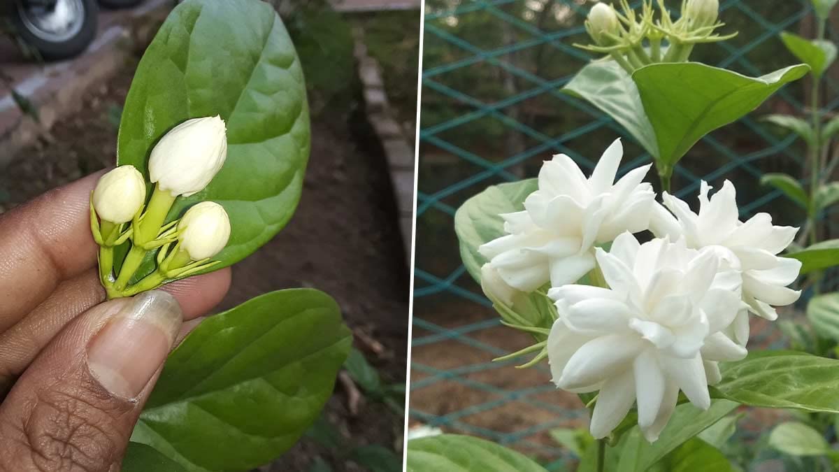 Arabian Jasmine/Mogra/jui/Chameli Double pattel Healthy Live Flower All Time Plant Orijinal Variety Pack Of-1 (B0CZYLDWPN) Amazon Price History, Amazon Price Tracker