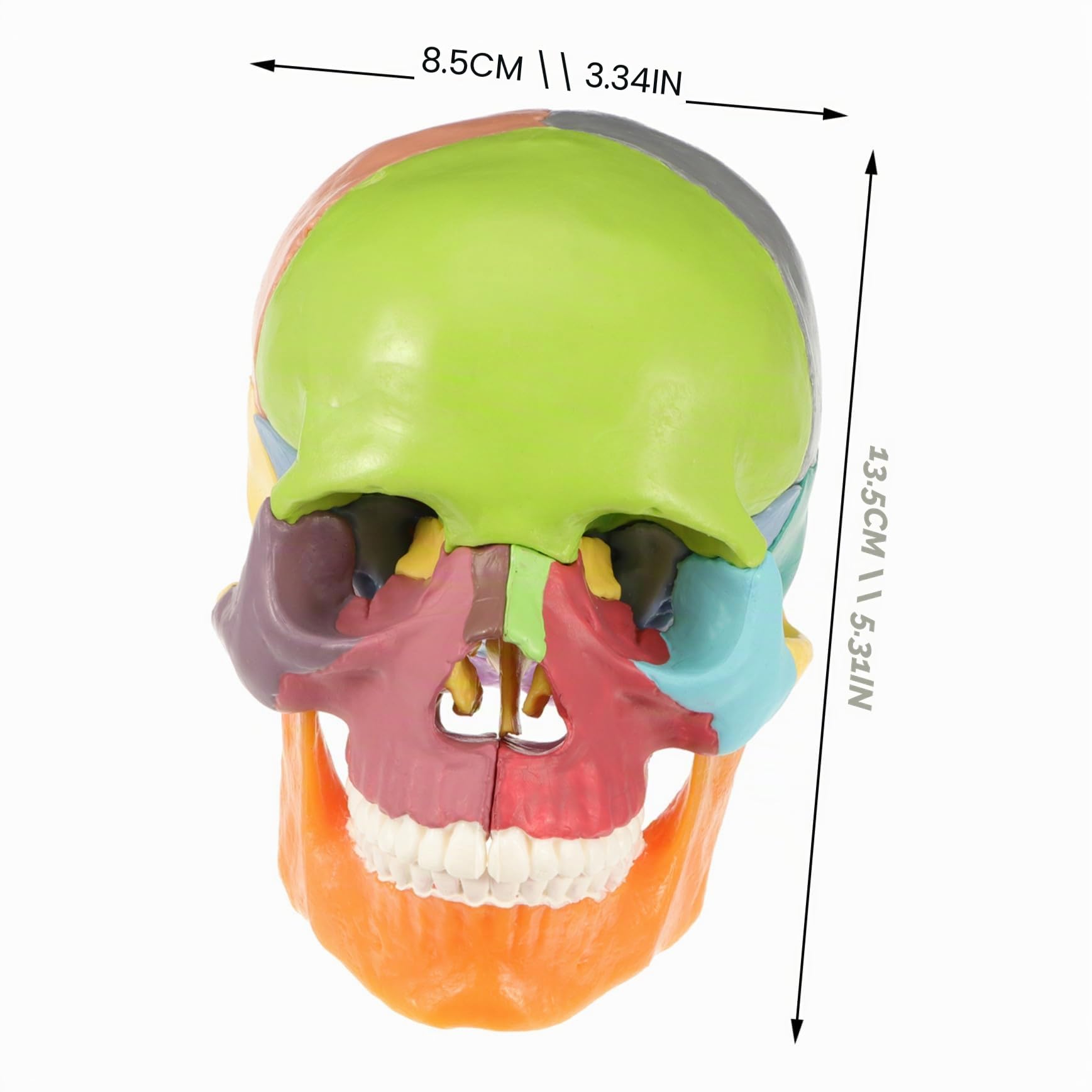 iplusmile Modellino di Teschio, Modello di Cranio, 22 Pezzi, Modello di anatomia del cranio, Smontabile Skull Cervello Medica della Testa del Cranio Modello per Studente di Medicina