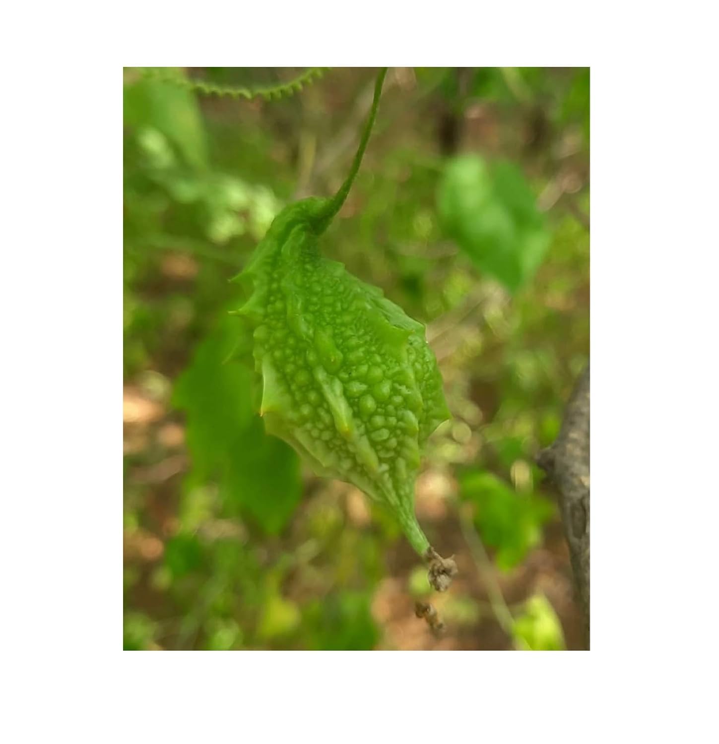 Desi Small Bitter Gourd Chota Karela Seeds for Home Gardening-(100 Seeds)-image-46