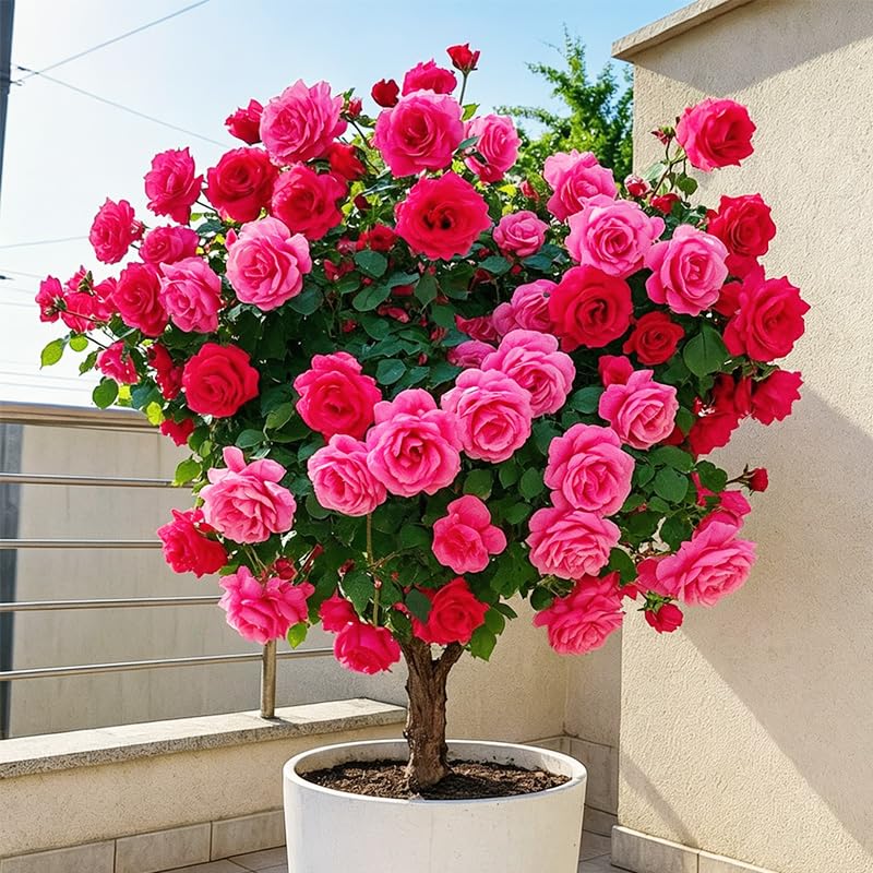 295+ Roses Flower Tree Seeds for Planting - Fragrant Blooms Perennial & Cold Hardy Ideal for Home Garden