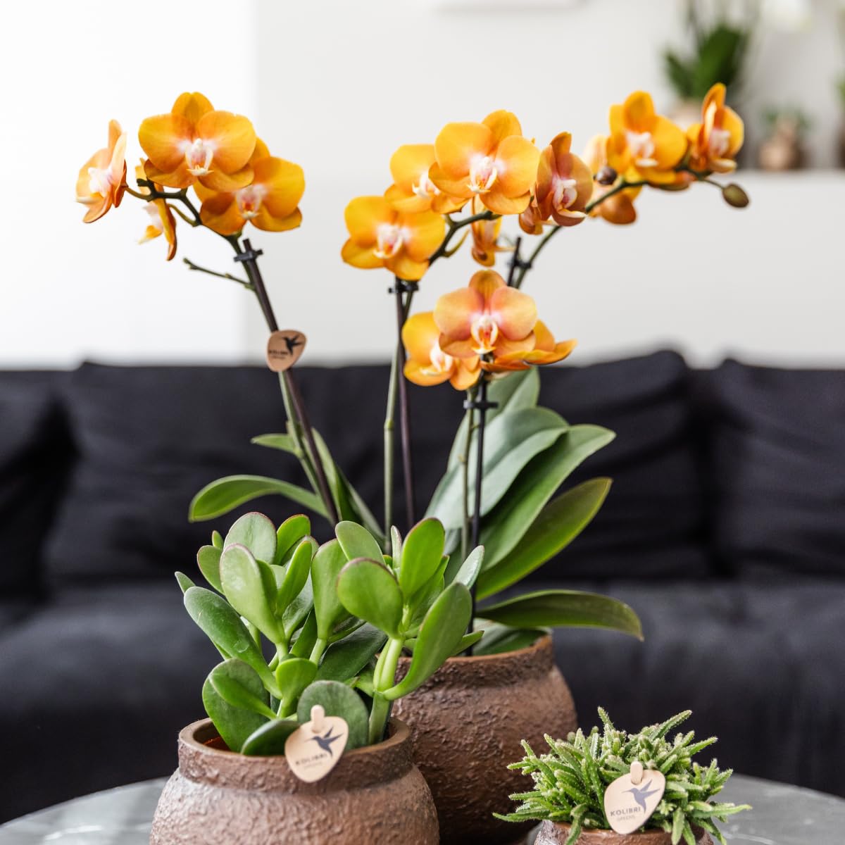 Kolibri Las Vegas Lot de 4 orchidées Phalaenopsis – Taille du pot Ø 12 cm – Plante d'intérieur à fleurs – Fraîche de l'éleveur