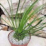 Agave geminiflora Succulent Plant - Bare Root (1 Plant)