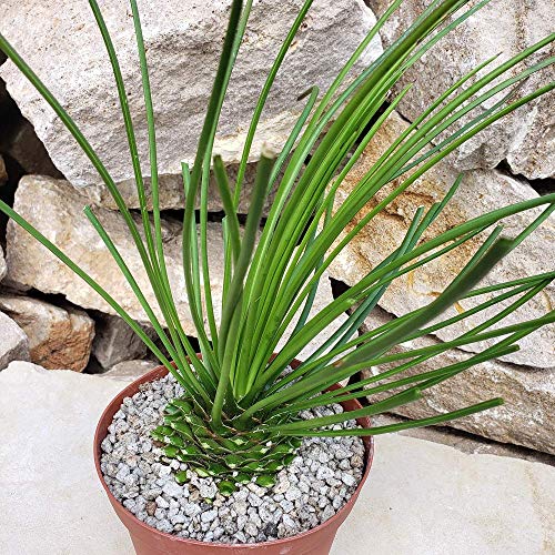 Agave Geminiflora Succulent Plant - Bare Root (1 Plant) #TOP28