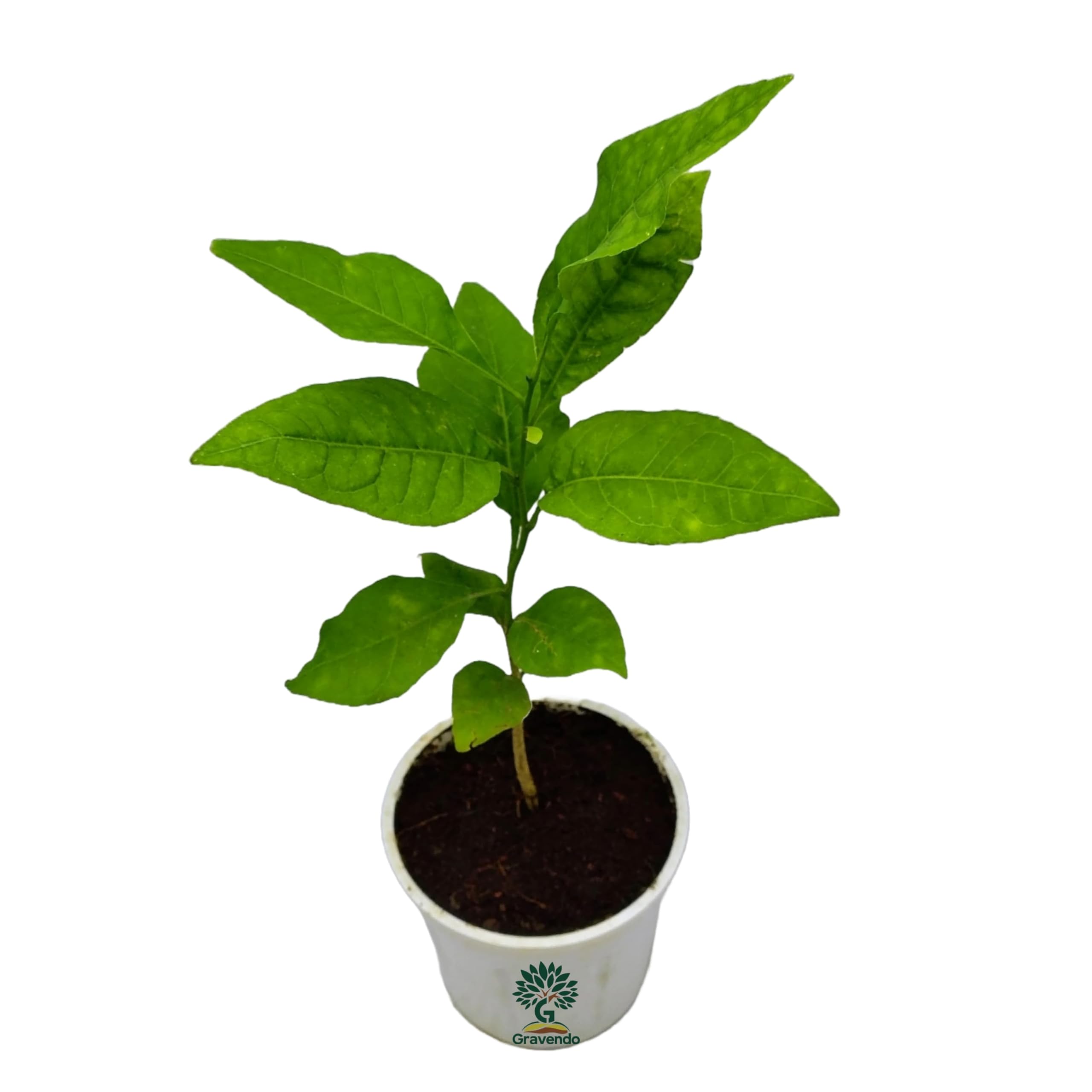 Gravendo Live Belpatra Fruit Plant (Pack of 1) Bel-Patra Plant With Pot