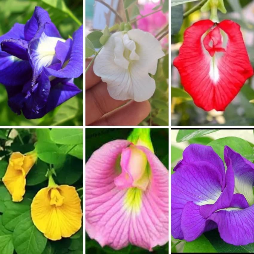 All Colour Aprajita Seeds (20 Seeds) Multicolour (B0CYY39QLT) Amazon Price History, Amazon Price Tracker