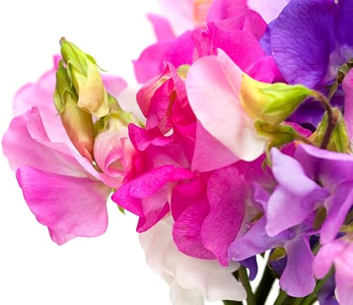 Miniatura 2 de Bijou Mix Sweet Pea Flower, 25 semillas de flores tradicionales por paquete, nombre botánico: Lathyrus odoratus, Isla's Garden Seeds