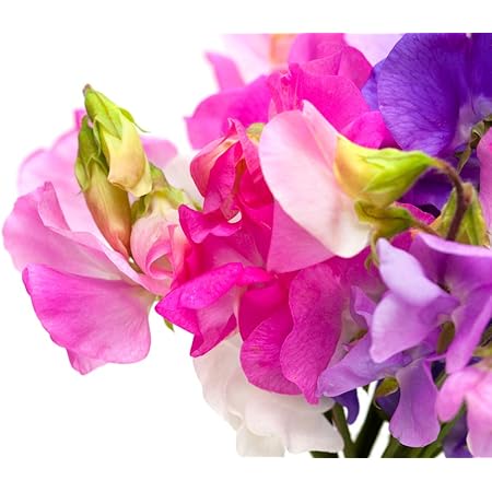 Bijou Mix Sweet Pea Flower, 25 Heirloom Flower Seeds Per Packet, Botanical Name: Lathyrus odoratus, Isla's Garden Seeds
