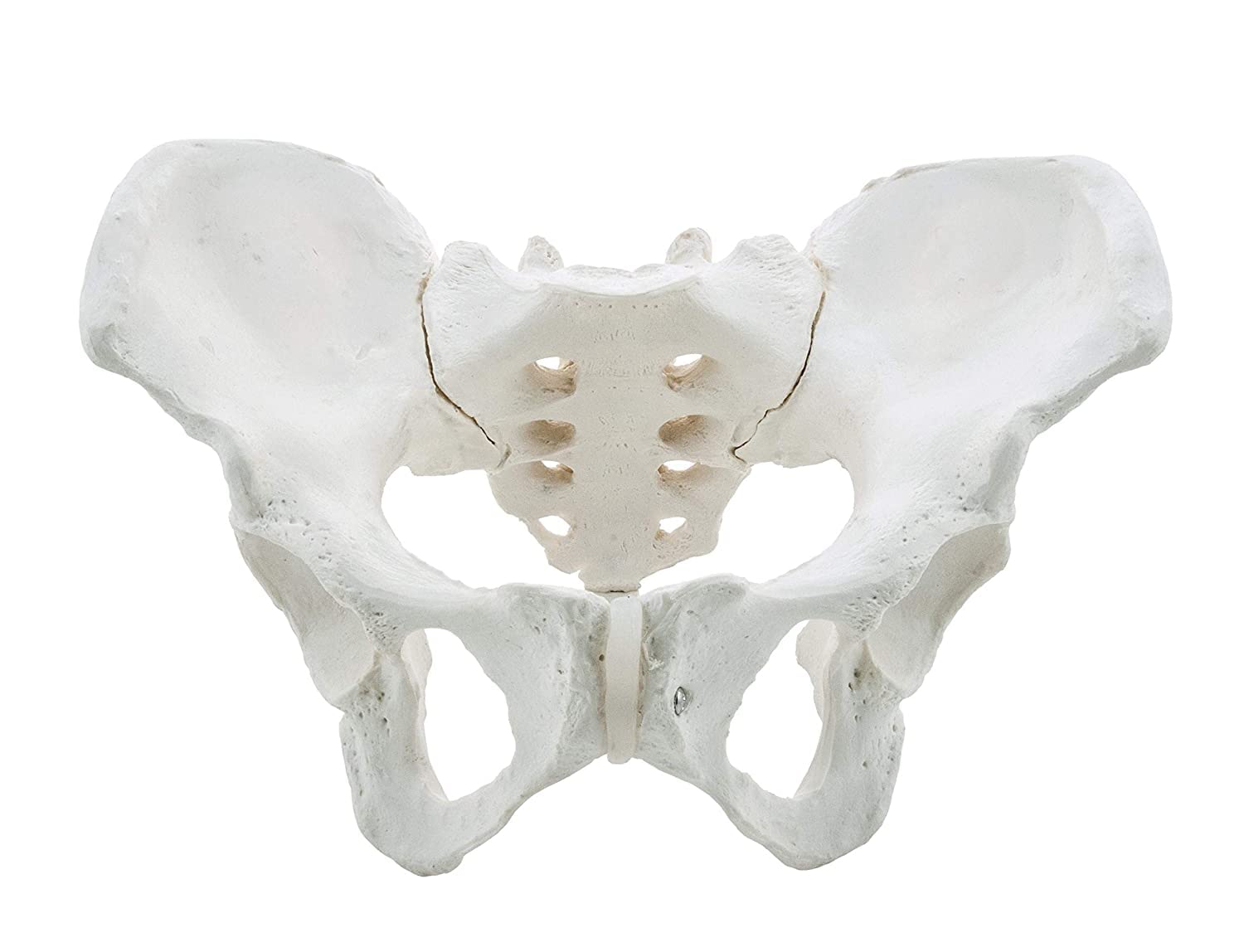 ISKO® Premium | Female Pelvis Model | Anatomical Model Anatomically Correct | Life Size Model (made with PVC Ubreakable) | 1 Pc.