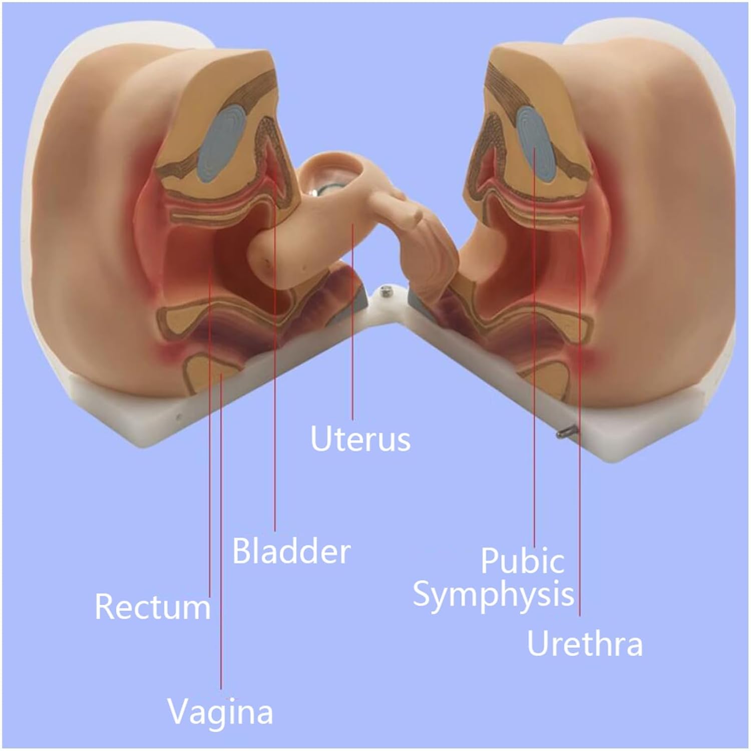 Żeński model manekina ginekologicznego, miękki silikonowy model pochwy szyjki macicy 1: 1 Medyczny model ludzki z dokładną strukturą anatomiczną dla zrozumienia struktury i funkcji