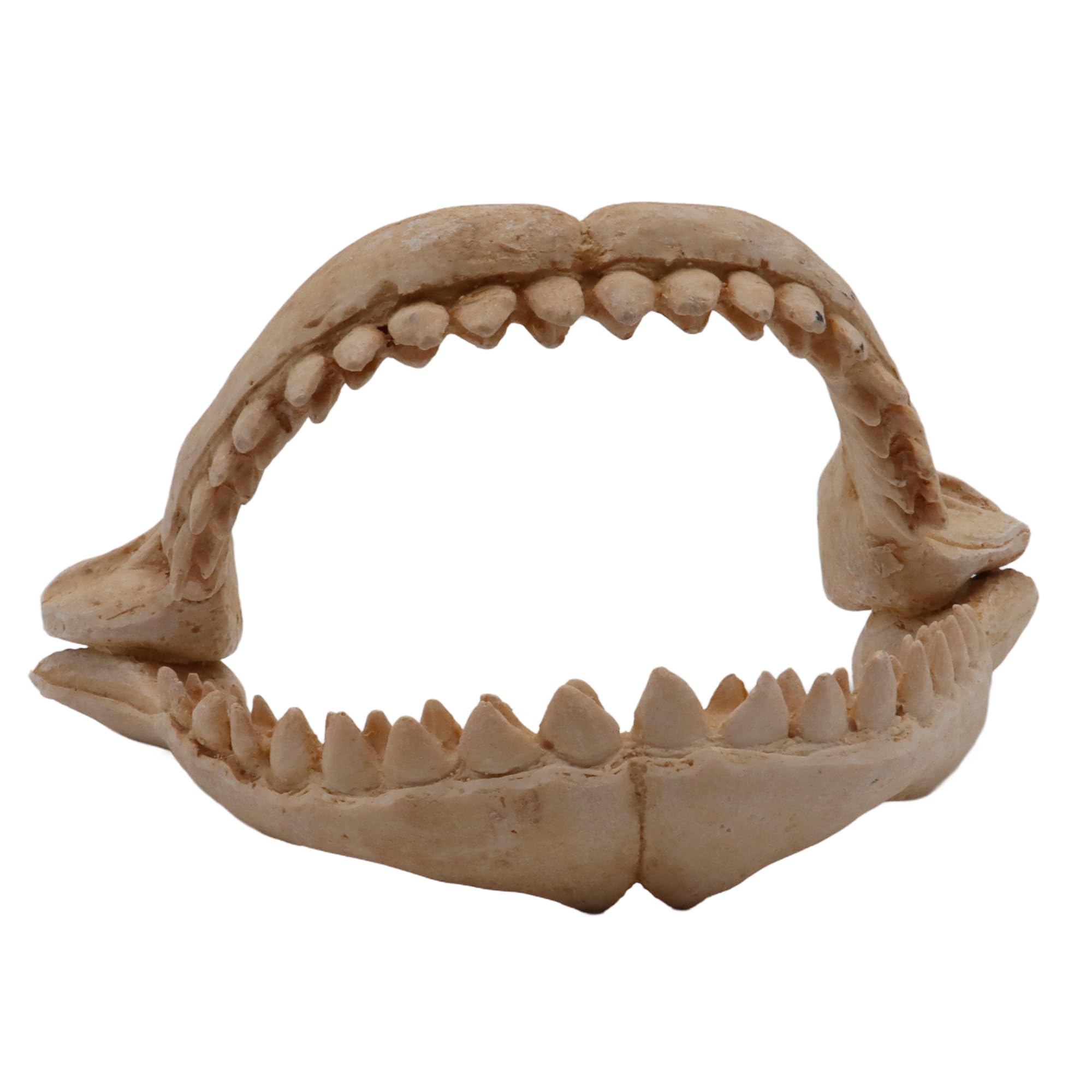 CROCI Dents de Requin Décoratif pour Aquariophilie Taille M