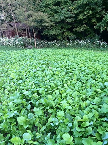 Horny Buck Food Plot Seed for Deer - Dead Zone Blend Mix