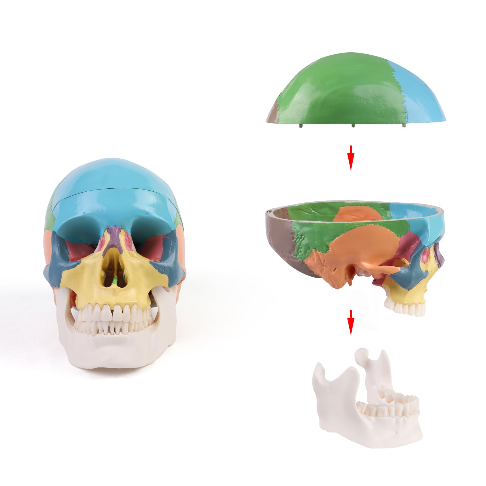 ERWEY Cranio Anatomico Colorato, Modello Cranio Umano, 3 Parti, a Grandezza Naturale